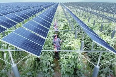 一塊土地 兩份收入！還是光伏農(nóng)業(yè)最靠譜！