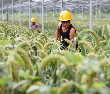 河北任縣：農光互補扶貧光伏項目造福百姓（組圖）