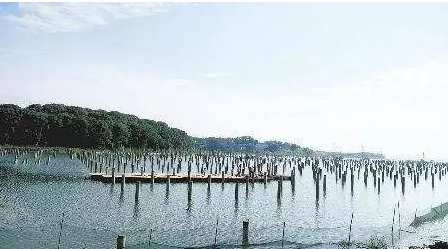 濕地建光伏有風險，某地已開展&ldquo;清河行動&rdquo;！