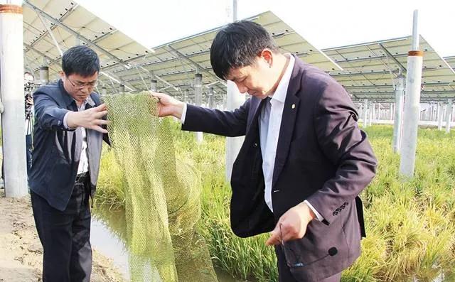 光伏板下養(yǎng)魚不新奇鹽城這家首創(chuàng)的一水兩用一光三照才高級！