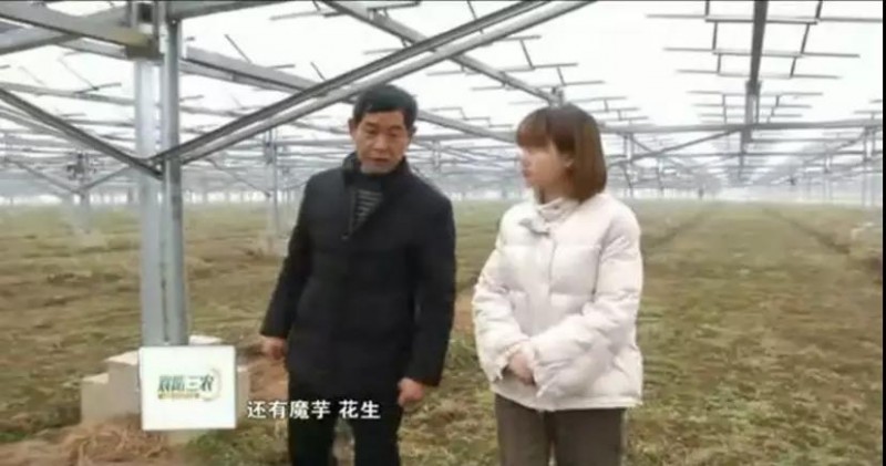 　　據(jù)央視記者報道，近日，錦浪科技助力湖北省宜城王集鎮(zhèn)觀音村，采用典型的&ldquo;農(nóng)光互補&rdquo;模式，實現(xiàn)了全村人共同&ldquo;生態(tài)收益&rdquo;的目標，引起了廣大人民群眾的熱烈反響。 　　 　　走進光伏電站區(qū)，首先映入眼簾的是一片藍汪汪的光伏海洋，一望無際，若是走近仔細一看，才發(fā)現(xiàn)這么一大片區(qū)域里不完全是光伏板，原來在光伏板下邊還有另一片&ldquo;柳暗花明&rdquo;的天地，綠油油的青菜鋪滿整塊地面實在好看極了。 　　 　　據(jù)記者報道，這便是觀音村這兩年響應(yīng)國家&ldquo;精準扶貧&rdquo;和&ldquo;光伏扶貧&rdquo;政策，投資2億元建成20MWP&ldquo;農(nóng)光互補&rdquo;地面光伏電站。此電站光伏支架采用的是同景新能源的跟蹤支架，逆變器采用了錦浪科技公司的50kW逆變器，以它相對較小的外形，為運輸免去了不少成本，提供了便捷安裝；4路MPPT接入，每路額定28.5A，兼容大功率組件，設(shè)計更靈活；充分的冗余設(shè)計保障逆變器長壽命可靠運行。 　　 　　同景新能源有限公司總經(jīng)理郤維平在現(xiàn)場對記者解釋，&ldquo;我們主要的優(yōu)勢是跟蹤，我們有500臺跟蹤器可以自動跟蹤，也就是我們常說的&lsquo;光伏板跟著太陽走&rsquo;，這樣他與其它電站相比，它是固定式的，我們的發(fā)電量同比要增加20%。&rdquo;他接著說道，&ldquo;我們不破壞土地，活動支架，我們平時看到的可能都是打樁式的，而我們這個是小水泥塊，直接放在土地表面，可以自由移動。&rdquo;這種獨特安全的安裝方式得到農(nóng)民的大力支持。 　　 　　據(jù)現(xiàn)場村民說，這里的主要農(nóng)作物有黃精，桔梗，花生，魔芋等，以黃精價值尤為突出，黃精作為一種名貴藥材喜歡蔭涼，所以光伏板既全方位吸收了太陽能，又很好的為農(nóng)作物起到了遮陽的作用；它的生長周期需要兩三年，然而價值非?？捎^，給他們帶來相當不錯的收益。 　　 　　王集鎮(zhèn)觀音村這種典型的&ldquo;農(nóng)光互補&rdquo;模式，正是利用較少的投資獲得更多的利益，實現(xiàn)了&ldquo;光伏脫貧&rdquo;的&ldquo;生態(tài)效益&rdquo;的目的，還讓當?shù)剞r(nóng)民每年有了一份固定的收入。據(jù)統(tǒng)計，一畝地一年能收入5萬元，人均年收入可達2.5萬元以上。 　　 　　國家近年來推行的&ldquo;光伏扶貧&rdquo;政策越來越深入人心，讓一批又一批的農(nóng)民走上了脫貧致富的道路，我們也希望更多的農(nóng)民能夠利用這種&ldquo;農(nóng)光互補&rdquo;的模式，早日擺脫貧困生活，實現(xiàn)共同富裕。
